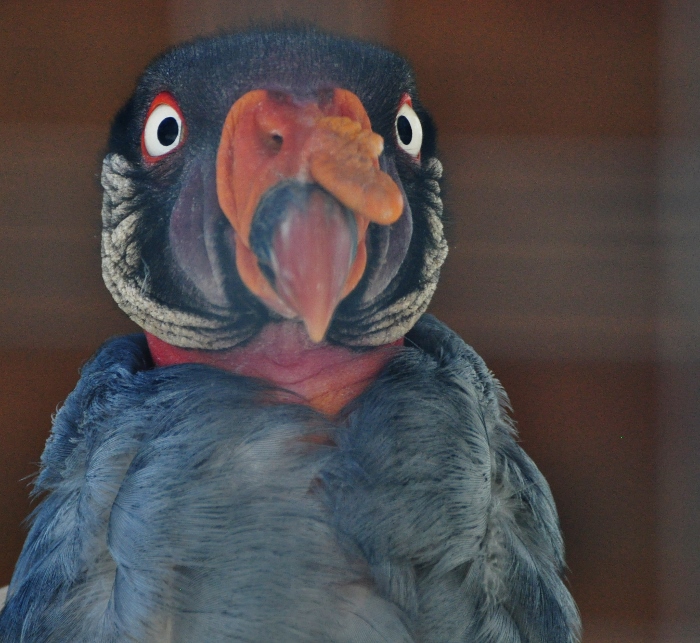 king vulture